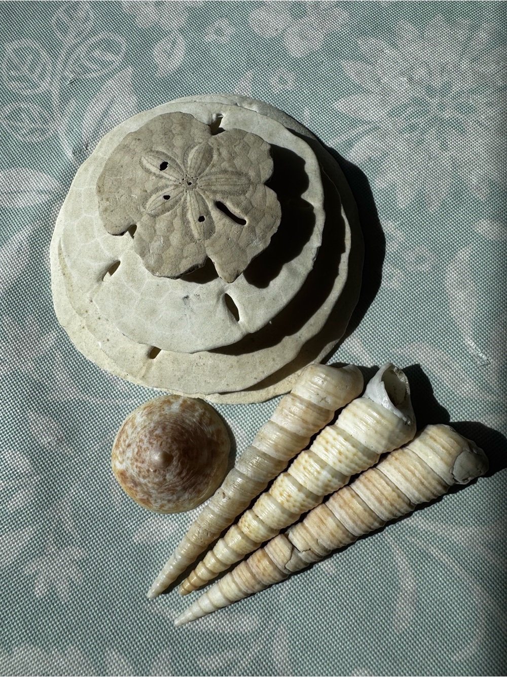 Assorted Natural Seashells - Sand Dollar & Turritella Cones (Beige/Off-White)